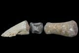 Composite Hadrosaur Finger - Alberta (Disposition #-) #71737-2